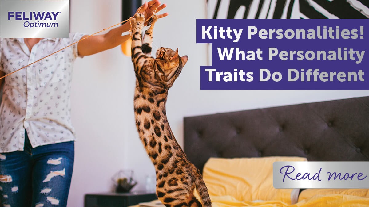 kitty-personalities-what-personality-traits-do-different-breeds-have